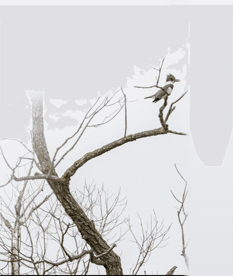 Tree and bird artwork